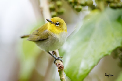 Lowland White-eye (Zosterops meyeni, a near Philippine endemic) 

Habitat - Second growth, scrub and gardens. 

Shooting info - Bacnotan, La Union, Philippines, July 6, 2015, Canon 5D MIII + 400 2.8 IS + Canon 2x TC II, 
800 mm, f/5.6, ISO 3200, 1/320 sec, 475B/516 support, manual exposure in available light, near full frame resized to 1500x1000.