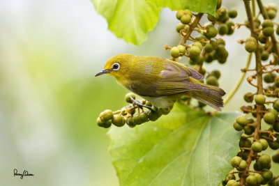 Lowland White-eye (Zosterops meyeni, a near Philippine endemic) 

Habitat - Second growth, scrub and gardens. 

Shooting info - Bacnotan, La Union, Philippines, July 6, 2015, Canon 5D MIII + 400 2.8 IS + Canon 2x TC II, 
800 mm, f/5.6, ISO 800, 1/250 sec, 475B/516 support, manual exposure in available light, near full frame resized to 1500x1000.