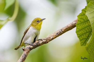 Lowland White-eye (Zosterops meyeni, a near Philippine endemic) 

Habitat - Second growth, scrub and gardens. 

Shooting info - Bacnotan, La Union, Philippines, July 6, 2015, Canon 5D MIII + 400 2.8 IS + Canon 2x TC II, 
800 mm, f/5.6, ISO 640, 1/320 sec, 475B/516 support, manual exposure in available light, near full frame resized to 1500x1000.