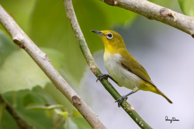 Lowland White-eye (Zosterops meyeni, a near Philippine endemic) 

Habitat - Second growth, scrub and gardens. 

Shooting info - Bacnotan, La Union, Philippines, July 12, 2015, Canon 5D MIII + 400 2.8 IS + Canon 2x TC II, 
800 mm, f/5.6, ISO 320, 1/500 sec, 475B/516 support, manual exposure in available light, near full frame resized to 1500x1000.