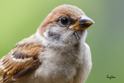 Eurasian Tree Sparrow (Passer montanus, resident, immature) 

Habitat - Common in virtually every inhabited island

Shooting info - Bacnotan, La Union, Philippines, July 12, 2015, Canon 5D MIII + 400 2.8 IS + Canon 2x TC II, 
800 mm, f/5.6, ISO 320, 1/250 sec, 475B/516 support, manual exposure in available light, processed 100% crop.