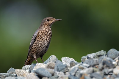 Blue Rock-Thrush (Monticola solitarius, migrant, female) 

Habitat - Rocky exposed slopes, road cuts, and along rocky streams and rivers. 

Shooting Info - Bued River, Rosario, La Union, Philippines, September 22, 2015, Canon 1D MIV + 400 2.8 IS + 2x TC II, 
800 mm, f/5.6, ISO 160, 1/1250 sec, 475B/516 support, manual exposure in available light, uncropped full frame resized to 1500x1000.