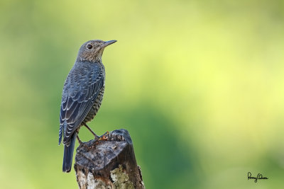 Blue Rock-Thrush (Monticola solitarius, migrant, female) 

Habitat - Rocky exposed slopes, road cuts, and along rocky streams and rivers. 

Shooting Info - Bued River, Rosario, La Union, Philippines, October 8, 2015, Canon 7D + 400 2.8 IS + 2x TC II, 
800 mm, f/5.6, ISO 200, 1/80 sec, 475B/516 support, manual exposure in available light, uncropped full frame resized to 1500x1000.