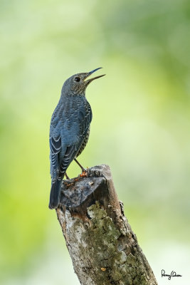 Blue Rock-Thrush (Monticola solitarius, migrant, female) 

Habitat - Rocky exposed slopes, road cuts, and along rocky streams and rivers. 

Shooting Info - Bued River, Rosario, La Union, Philippines, October 8, 2015, Canon 7D + 400 2.8 IS + 2x TC II, 
800 mm, f/5.6, ISO 320, 1/200 sec, 475B/516 support, manual exposure in available light, uncropped full frame resized to 1500x1000