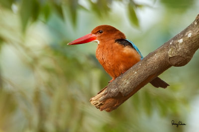 White-throated Kingfisher (Halcyon smyrnensis, resident)

Habitat - Clearings, along large streams and rivers, and in open country. 

Shooting info - Bued River, Rosario, La Union, Philippines, October 22, 2015, 7D + 400 2.8 IS + 2x TC II,
800 mm, f/5.6, ISO 320, manual exposure in available light, 475B/3421 support, uncropped full frame resized to 1500x1000. 