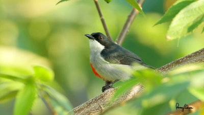 Red-keeled Flowerpecker (Dicaeum australe, a Philippine endemic) 

Habitat - Canopy of forest, edge and flowering trees. 

Shooting info - Bued River, Rosario, La Union, Philippines, October 27, 2015, Canon 7D + 400 2.8 IS + Canon 2x TC II, 800 mm, f/6.3, ISO 320, 1/60 sec, 
475B/516 support, manual exposure in available light, video grab from a 1080p capture, uncropped full frame resized to 1280x720