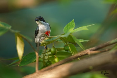 Red-keeled Flowerpecker (Dicaeum australe, a Philippine endemic) 

Habitat - Canopy of forest, edge and flowering trees. 

Shooting info - Bued River, Rosario, La Union, Philippines, October 29, 2015, Canon 5D MIII + 400 2.8 IS + Canon 2x TC II, 800 mm, f/5.6, ISO 640, 1/250 sec, 
475B/516 support, manual exposure in available light, near full frame resized to 1500x1000. 