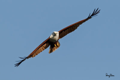 Brahminy Kite (Haliastur indus, resident) 

Habitat - Open areas often near water, and also in mountains to 1500 m. 

Shooting Info - Sto. Tomas, La Union, Philippines, November 7, 2015, EOS 7D MII + EF 400 DO IS II + EF 1.4x TC III, 
560 mm, f/7.1, 1/2000 sec, ISO 320, manual exposure in available light, hand held, major crop resized to 1500 x 1000. 
