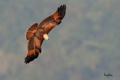Brahminy Kite (Haliastur indus, resident, immature) 

Habitat - Open areas often near water, and also in mountains to 1500 m. 

Shooting Info - Sto. Tomas, La Union, Philippines, November 11, 2015, EOS 7D MII + EF 400 DO IS II + EF 1.4x TC III, 
560 mm, f/6.3, 1/1600 sec, ISO 320, manual exposure in available light, hand held, major crop resized to 1500 x 1000. 