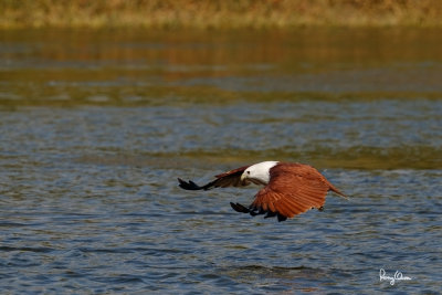 Brahminy Kite (Haliastur indus, resident, adult) 

Habitat - Open areas often near water, and also in mountains to 1500 m. 

Shooting Info - Sto. Tomas, La Union, Philippines, November 11, 2015, EOS 7D MII + EF 400 DO IS II + EF 1.4x TC III, 
560 mm, f/7.1, 1/2000 sec, ISO 320, manual exposure in available light, hand held, major crop resized to 1500 x 1000. 