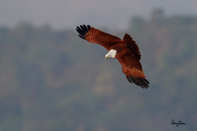 Brahminy Kite (Haliastur indus, resident) 

Habitat - Open areas often near water, and also in mountains to 1500 m. 

Shooting Info - Sto. Tomas, La Union, Philippines, November 11, 2015, EOS 7D MII + EF 400 DO IS II + EF 1.4x TC III, 
560 mm, f/6.3, 1/2000 sec, ISO 400, manual exposure in available light, hand held, major crop resized to 1500 x 1000. 