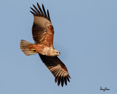 Brahminy Kite (Haliastur indus, resident, immature) 

Habitat - Open areas often near water, and also in mountains to 1500 m. 

Shooting Info - Sto. Tomas, La Union, Philippines, November 11, 2015, EOS 7D MII + EF 400 DO IS II + EF 1.4x TC III, 
560 mm, f/6.3, 1/2000 sec, ISO 400, manual exposure in available light, hand held, near full frame resized to 1300 x 1040. 
