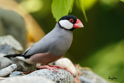 Java Sparrow (Padda oryzivora, resident) 

Habitat - Uncommon in parks, residential areas and scrub, sometimes in neighboring ricefields. 

Shooting Info - Bued River, Rosario, La Union, Philippines, November 13, 2015, EOS 7D MII + EF 400 DO IS II + EF 1.4x TC III, 
560 mm, f/5.6, 1/200 sec, ISO 320, manual exposure in available light, hand held, uncropped full frame resized to 1500 x 1000. 