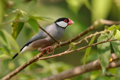 Java Sparrow (Padda oryzivora, resident) 

Habitat - Uncommon in parks, residential areas and scrub, sometimes in neighboring ricefields. 

Shooting Info - Bued River, Rosario, La Union, Philippines, November 13, 2015, EOS 7D MII + EF 400 DO IS II + EF 1.4x TC III, 
560 mm, f/5.6, 1/400 sec, ISO 200, manual exposure in available light, hand held, uncropped full frame resized to 1500 x 1000. 