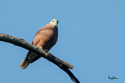 Red Turtle-Dove (Streptopelia tranquebarica, resident) 

Habitat - Open country or lawns.

Shooting Info - Bued River, Rosario, La Union, Philippines, November 14, 2015, EOS 7D MII + EF 400 DO IS II + stacked EF 2x TC II/2x TC III, 
1600 mm, f/16 (wide open), 1/160 sec, ISO 800, manual exposure in available light, LV AF, UBH45/455B support, uncropped full frame resized to 1500 x 1000.