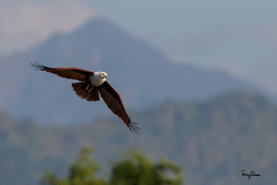 Brahminy Kite (Haliastur indus, resident, adult) 

Habitat - Open areas often near water, and also in mountains to 1500 m. 

Shooting Info - Sto. Tomas, La Union, Philippines, November 21, 2015, EOS 7D MII + EF 400 DO IS II + EF 1.4x TC III, 
560 mm, f/7.1, 1/2000 sec, ISO 320, manual exposure in available light, hand held, 11.8 MP crop resized to 1575 x 1050. 
