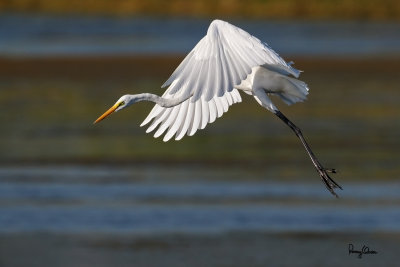 Great Egret (Egretta alba, migrant) 

Habitat - Uncommon in a variety of wetlands from coastal marshes to ricefields. 

Shooting Info - Sto. Tomas, La Union, Philippines, November 21, 2015, EOS 7D MII + EF 400 DO IS II + EF 1.4x TC III, 
560 mm, f/7.1, 1/2500 sec, ISO 320, manual exposure in available light, hand held, 11.8 MP crop resized to 1500 x 1000. 