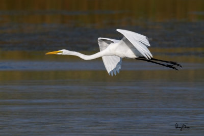 Great Egret (Egretta alba, migrant) 

Habitat - Uncommon in a variety of wetlands from coastal marshes to ricefields. 

Shooting Info - Sto. Tomas, La Union, Philippines, November 21, 2015, EOS 7D MII + EF 400 DO IS II + EF 1.4x TC III, 
560 mm, f/7.1, 1/2500 sec, ISO 320, manual exposure in available light, hand held, 10.1 MP crop resized to 1500 x 1000. 