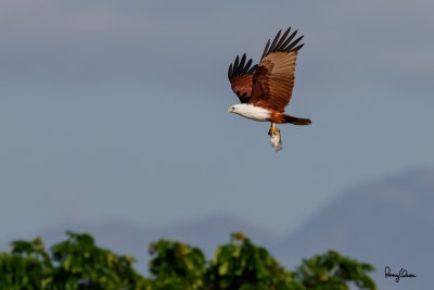Brahminy Kite (Haliastur indus, resident, adult) 

Habitat - Open areas often near water, and also in mountains to 1500 m. 

Shooting Info - Sto. Tomas, La Union, Philippines, November 21, 2015, EOS 7D MII + EF 400 DO IS II + EF 1.4x TC III, 
560 mm, f/7.1, 1/2000 sec, ISO 320, manual exposure in available light, hand held, 7.3 MP crop resized to 1500 x 1000. 
