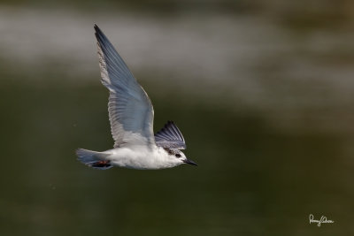 Whiskered Tern (Chlidonias hybridus, migrant, non-breeding plumage) 

Habitat - Bays, tidal flats to ricefields.

Shooting Info - Sto. Tomas, La Union, Philippines, November 25, 2015, EOS 7D MII + EF 400 DO IS II + EF 1.4x TC III, 
560 mm, f/7.1, 1/2000 sec, ISO 320, manual exposure in available light, hand held, 12 MP crop resized to 1575 x 1050. 