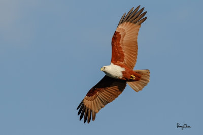 Brahminy Kite (Haliastur indus, resident, adult) 

Habitat - Open areas often near water, and also in mountains to 1500 m. 

Shooting Info - Sto. Tomas, La Union, Philippines, January 6, 2016, EOS 7D MII + EF 400 DO IS II, 
400 mm, f/5.6, 1/2000 sec, ISO 320, manual exposure in available light, hand held, near full frame resized to 1575 x 1050. 