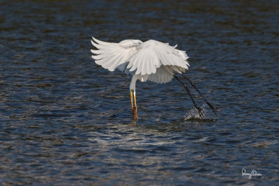 Great Egret (Egretta alba, migrant) 

Habitat - Uncommon in a variety of wetlands from coastal marshes to ricefields. 

Shooting Info - Sto. Tomas, La Union, Philippines, January 13, 2016, EOS 7D MII + EF 400 DO IS II + 1.4x TC III, 
560 mm, f/7.1, 1/2500 sec, ISO 320, manual exposure in available light, hand held, major crop resized to 1500 x 1000.