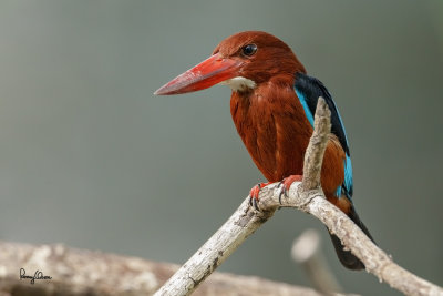 White-throated Kingfisher (Halcyon smyrnensis, resident)

Habitat - Clearings, along large streams and rivers, and in open country. 

Shooting info - Bued River, Rosario, La Union, Philippines, January 20, 2016, 7D MII + EF 400 2.8 IS + 2x TC III,
800 mm, f/5.6, 1/100 sec, ISO 1250, manual exposure in available light, 475B/516 support, near full frame resized to 1500x1000. 