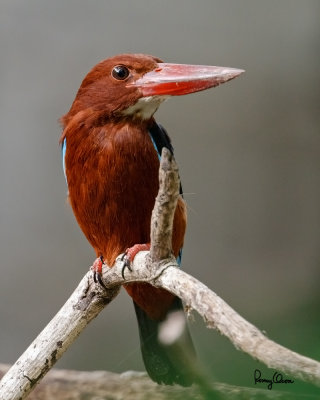 White-throated Kingfisher (Halcyon smyrnensis, resident) 

Habitat - Clearings, along large streams and rivers, and in open country. 

Shooting Info - Bued River, Rosario, La Union, Philippines, February 10, 2016, EOS 7D MII + EF 400 DO IS II + EF 2x TC III, 
800 mm, f/8 (wide open), 1/125 sec, ISO 3200, manual exposure in available light, hand held, major crop resized to 800 x 1000.