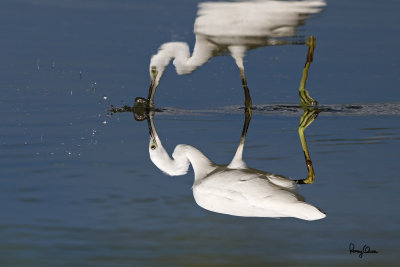 Little Egret (Egretta garzetta, migrant) 

Habitat: Coastal marsh and tidal flats to ricefields. 

Shooting Info - Sto. Tomas, La Union, Philippines, February 11, 2016, EOS 7D MII + EF 400 DO IS II + 1.4x TC III, 
560 mm, f/7.1, 1/2500 sec, ISO 320, manual exposure in available light, hand held, near full frame resized to 1500 x 1000, image turned upside down. 