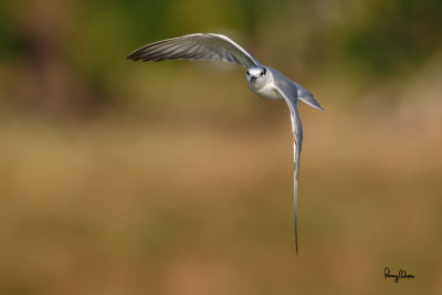 Whiskered Tern (Chlidonias hybridus, migrant, non-breeding plumage) 

Habitat - Bays, tidal flats to ricefields.

Shooting Info - Sto. Tomas, La Union, Philippines, February 18, 2016, EOS 7D MII + EF 400 DO IS II + EF 1.4x TC III, 
560 mm, f/6.3, 1/2000 sec, ISO 320, manual exposure in available light, hand held, near full frame resized to 1575 x 1050. 