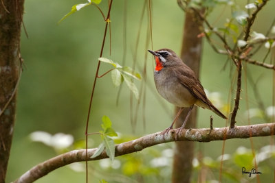 Siberian Rubythroat (Luscinia calliope, migrant, male)

Habitat - uncommon in early second growth, open country and tall reeds. 

Shooting info - Elev. 1400 m ASL, Camp John Hay, Baguio City, March 6, 2016, Canon 7D MII + EF 400 f/4 DO IS II + EF 1.4x TC III, 
560 mm, f/5.6, ISO 1600, 1/160 sec, manual exposure in available light, hand held, major crop resized to 1500x1000.