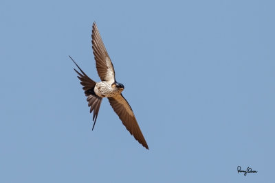 Striated Swallow (Hirundo striolata , resident)

Habitat - Gorges and canyons, may also be found in open country, even in towns. 

Shooting info - Elev. 1315 m ASL, La Trinidad, Benguet, March 6, 2016, Canon 7D MII + EF 400 f/4 DO IS II, 
400 mm, f/5.0, ISO 320, 1/2500 sec, manual exposure in available light, hand held, major crop resized to 1500x1000.