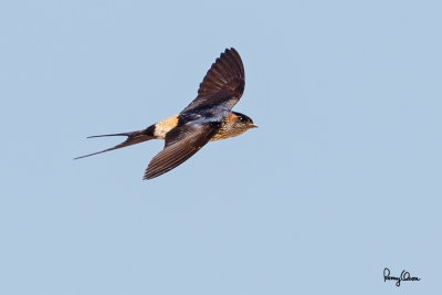 Striated Swallow (Hirundo striolata , resident)

Habitat - Gorges and canyons, may also be found in open country, even in towns. 

Shooting info - Elev. 1315 m ASL, La Trinidad, Benguet, March 6, 2016, Canon 7D MII + EF 400 f/4 DO IS II, 
400 mm, f/5.0, ISO 320, 1/2500 sec, manual exposure in available light, hand held, extreme crop resized to 1200x800.