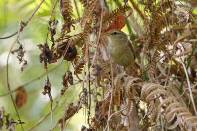 Luzon Bush-Warbler (Cettia diphone, a Philippine endemic)

Habitat - Stays close to the ground in dense foliage in forest and edge above 800 m.

Shooting info - Elev. 1400 m ASL, Camp John Hay, Baguio City, March 20, 2016, Canon 7D MII + EF 400 f/4 DO IS II + EF 1.4x TC III, 
560 mm, f/5.6, ISO 1250, 1/320 sec, manual exposure in available light, hand held, major crop resized to 1500x1000.