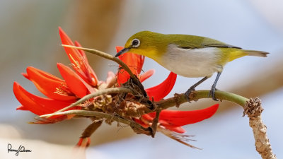 Mountain White-eye (Zosterops montanus, resident)

Habitat - All forest types above 1000 m. 

Shooting info - Elev. 1430 m ASL, Camp John Hay, Baguio City, March 20, 2016, Canon 7D MII + EF 400 f/4 DO IS II + EF 1.4x TC III, 
560 mm, f/5.6, ISO 320, 1/500 sec, manual exposure in available light (pushed +2 stops during RAW conversion), hand held, major crop resized to 1280x720.