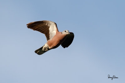 Red Turtle-Dove (Streptopelia tranquebarica, resident) 

Habitat - Open country or lawns.

Shooting Info - Bued River, Rosario, La Union, Philippines, April 7, 2016, EOS 7D MII + EF 400 DO IS II, 
400 mm, f/5.0, 1/2500 sec, ISO 320, manual exposure in available light, hand held, major crop resized to 1200 x 800.