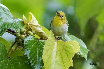 Lowland White-eye (Zosterops meyeni, a near Philippine endemic) 

Habitat - Second growth, scrub and gardens. 

Shooting info - Bacnotan, La Union, Philippines, July 10, 2016, EOS 7D MII + EF 400 F/4 DO IS II + EF 1.4 TC III, 
560 mm, f/5.6, ISO 1250, 1/320 sec, hand held, manual exposure in available light, near full frame resized to 1500x1000. 