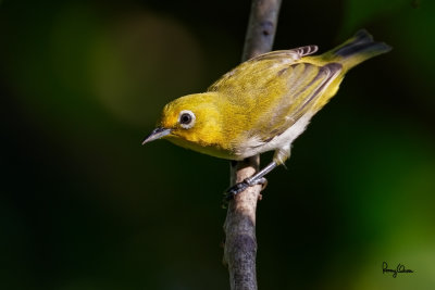 Lowland White-eye (Zosterops meyeni, a near Philippine endemic) 

Habitat - Second growth, scrub and gardens. 

Shooting info - Bacnotan, La Union, Philippines, July 17, 2016, EOS 7D MII + EF 400 F/4 DO IS II + EF 1.4 TC III, 
560 mm, f/5.6, ISO 320, 1/500 sec, 455B/UBH45 support, manual exposure in available light, near full frame resized to 1500x1000. 