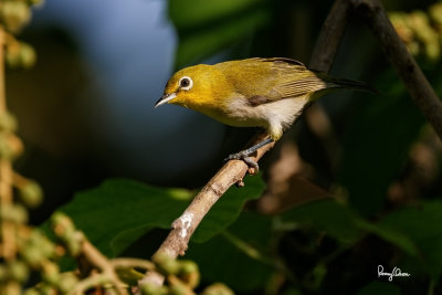 Lowland White-eye (Zosterops meyeni, a near Philippine endemic) 

Habitat - Second growth, scrub and gardens. 

Shooting info - Bacnotan, La Union, Philippines, July 17, 2016, EOS 7D MII + EF 400 F/4 DO IS II + EF 1.4 TC III, 
560 mm, f/5.6, ISO 320, 1/640 sec, 455B/UBH45 support, manual exposure in available light, near full frame resized to 1500x1000. 