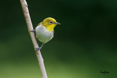 Lowland White-eye (Zosterops meyeni, a near Philippine endemic) 

Habitat - Second growth, scrub and gardens. 

Shooting info - Bacnotan, La Union, Philippines, July 24, 2016, EOS 7D MII + EF 400 F/4 DO IS II + EF 1.4 TC III, 
560 mm, f/5.6, ISO 2500, 1/320 sec, hand held, manual exposure in available light, near full frame resized to 1500x1000. 