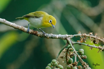Lowland White-eye (Zosterops meyeni, a near Philippine endemic) 

Habitat - Second growth, scrub and gardens. 

Shooting info - Bacnotan, La Union, Philippines, August 14, 2016, EOS 7D MII + EF 400 F/4 DO IS II + EF 1.4 TC III, 
560 mm, f/5.6, ISO 2500, 1/320 sec, hand held, manual exposure in available light, near full frame resized to 1500x1000. 