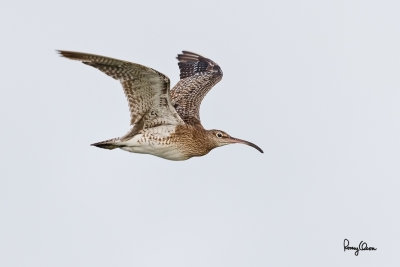 Whimbrel (Numenius phaeopus, migrant) 

Habitat - Along the coast in grassy marshes, mud and on exposed coral flats, beaches and sometimes in ricefields. 

Shooting Info - Sto. Tomas, La Union, Philippines, November 4, 2016, EOS 7D MII + EF 400 DO IS II, 
400 mm, f/4, 1/2000 sec, ISO 640, manual exposure in available light, hand held, major crop resized to 1200 x 800. 
