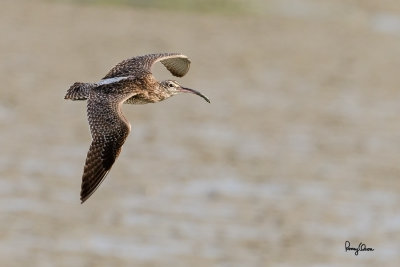 Whimbrel (Numenius phaeopus, migrant) 

Habitat - Along the coast in grassy marshes, mud and on exposed coral flats, beaches and sometimes in ricefields. 

Shooting Info - Sto. Tomas, La Union, Philippines, November 4, 2016, EOS 7D MII + EF 400 DO IS II, 
400 mm, f/5, 1/2000 sec, ISO 320, manual exposure in available light, hand held, major crop resized to 1500 x 1000. 