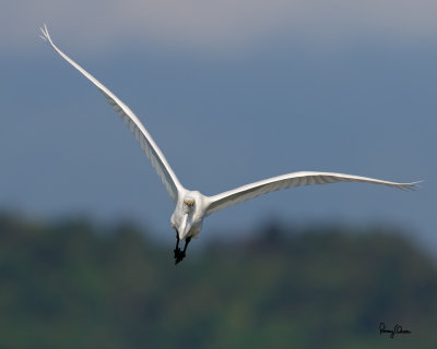 Great Egret (Egretta alba, migrant) 

Habitat - Uncommon in a variety of wetlands from coastal marshes to ricefields.

Shooting Info - Sto. Tomas, La Union, Philippines, November 5, 2016, EOS 7D MII + EF 400 DO IS II + EF 1.4x TC III, 
560 mm, f/7.1, 1/2500 sec, ISO 320, manual exposure in available light, hand held, near full frame resized to 1500 x 1200. 