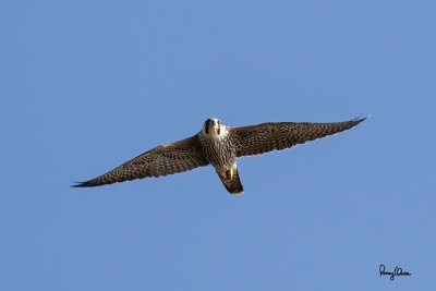 Eurasian Hobby (Falco subbuteo, migrant)

A rare migrant to the Philippines, it's found in open country, farmland and marshes.

Shooting Info - Sto. Tomas, La Union, Philippines, November 10, 2016, EOS 7D MII + EF 400 DO IS II + 1.4x TC III,
560 mm, f/6.3, 1/2000 sec, ISO 320, manual exposure in available light, hand held, major crop resized to 1500 x 1000.