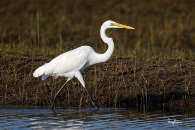Great Egret (Egretta alba, migrant) 

Habitat - Uncommon in a variety of wetlands from coastal marshes to ricefields. 

Shooting Info - Sto. Tomas, La Union, Philippines, November 13, 2016, EOS 7D MII + EF 400 DO IS II + EF 1.4x TC III, 
560 mm, f/6.3, 1/2000 sec, ISO 320, manual exposure in available light, hand held, uncropped full frame resized to 1500 x 1000. 
