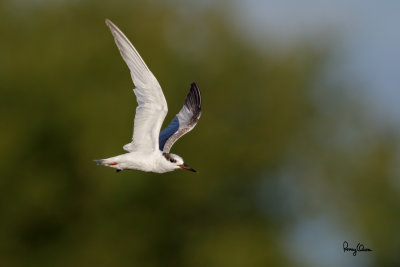 Little Tern (Sterna albifrons, migrant)

Habitat - Uncommon along coasts, bays and river mouths. 


Shooting Info - Binmaley, Pangasinan, Philippines, November 30, 2016, EOS 7D MII + EF 400 DO IS II + EF 1.4x TC III, 
560 mm, f/7.1, 1/2000 sec, ISO 320, manual exposure in available light, hand held, major crop resized to 1500 x 1000. 
