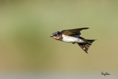 Barn Swallow (Hirundo rustica, migrant) 

Habitat - Coast to above the forest in high mountains. 

Shooting Info - Sto. Tomas, La Union, Philippines, December 3, 2016, EOS 7D MII + EF 400 DO IS II + EF 1.4x TC III, 
560 mm, f/5.6, 1/2000 sec, ISO 320, manual exposure in available light, hand held, near full frame resized to 1500 x 1000.  