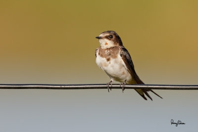 Barn Swallow (Hirundo rustica, migrant, immature) 

Habitat - Coast to above the forest in high mountains. 

Shooting Info - Sto. Tomas, La Union, Philippines, December 3, 2016, EOS 7D MII + EF 400 DO IS II + EF 1.4x TC III, 
560 mm, f/5.6, 1/1600 sec, ISO 320, manual exposure in available light, hand held, near full frame resized to 1500 x 1000.