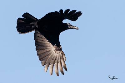Large-billed Crow in flight 